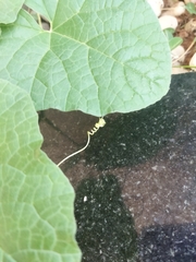 Cucumis