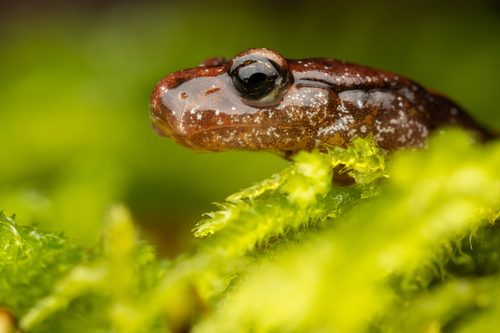 Western Red-backed Salamander, Plethodon vehiculum