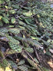 Opuntia decumbens