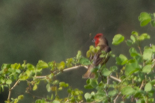 Cardinal Quelea (Quelea cardinalis), photo 7