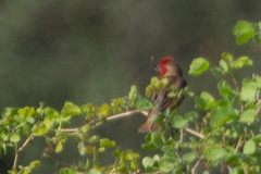 Quelea cardinalis