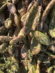 Opuntia decumbens