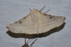 Oenochroma pallida