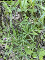 Lupinus benthamii