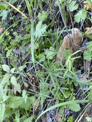 Lupinus benthamii