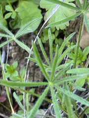 Lupinus benthamii