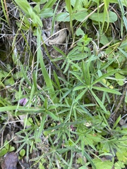 Lupinus benthamii