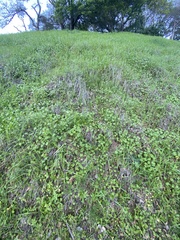Lupinus benthamii