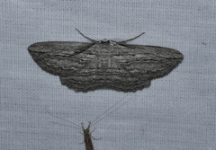 Euphronarcha leptodesma