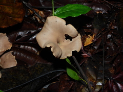 Clavulina craterelloides