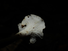 Clavulina craterelloides