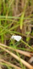 Tipanaea