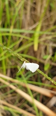 Tipanaea