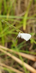 Tipanaea
