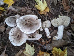Tricholoma pullum