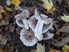 Tricholoma pullum