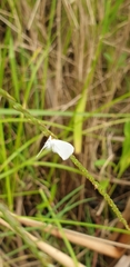 Tipanaea