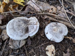 Tricholoma pullum