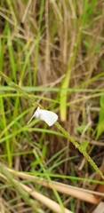 Tipanaea