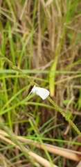 Tipanaea