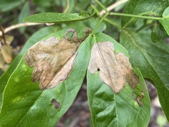 Eucosmophora pithecellobiae