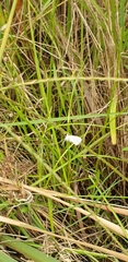 Tipanaea