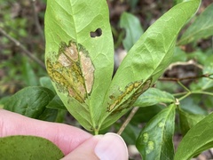 Eucosmophora pithecellobiae