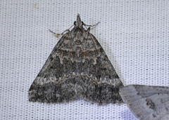 Dichromodes emplecta