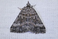 Dichromodes emplecta