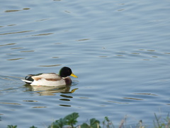 Anas platyrhynchos