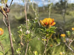Pultenaea myrtoides