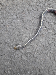 Coelognathus flavolineatus