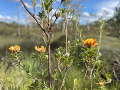 Pultenaea myrtoides