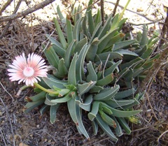 Acrodon bellidiflorus