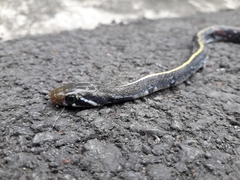 Coelognathus flavolineatus