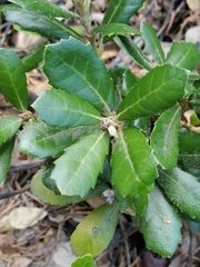 Notholithocarpus densiflorus echinoides