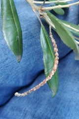 Notholithocarpus densiflorus echinoides