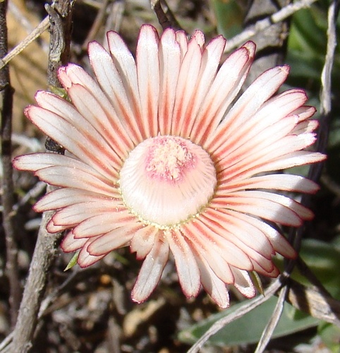 Mesembryanthemum bellidiflorum L. 5