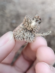 Notholithocarpus densiflorus echinoides