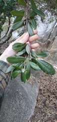 Notholithocarpus densiflorus echinoides