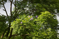 Jacaranda