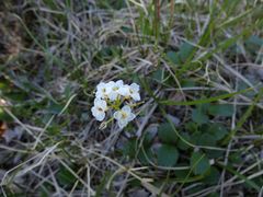 Cardamine digitata