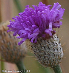 Parapolydora fastigiata
