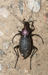 Carabus nankotaizanus