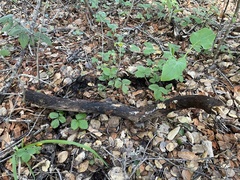 Clastoderma debaryanum