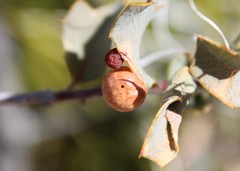 Atrusca brevipennata