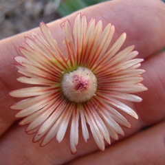 Acrodon bellidiflorus