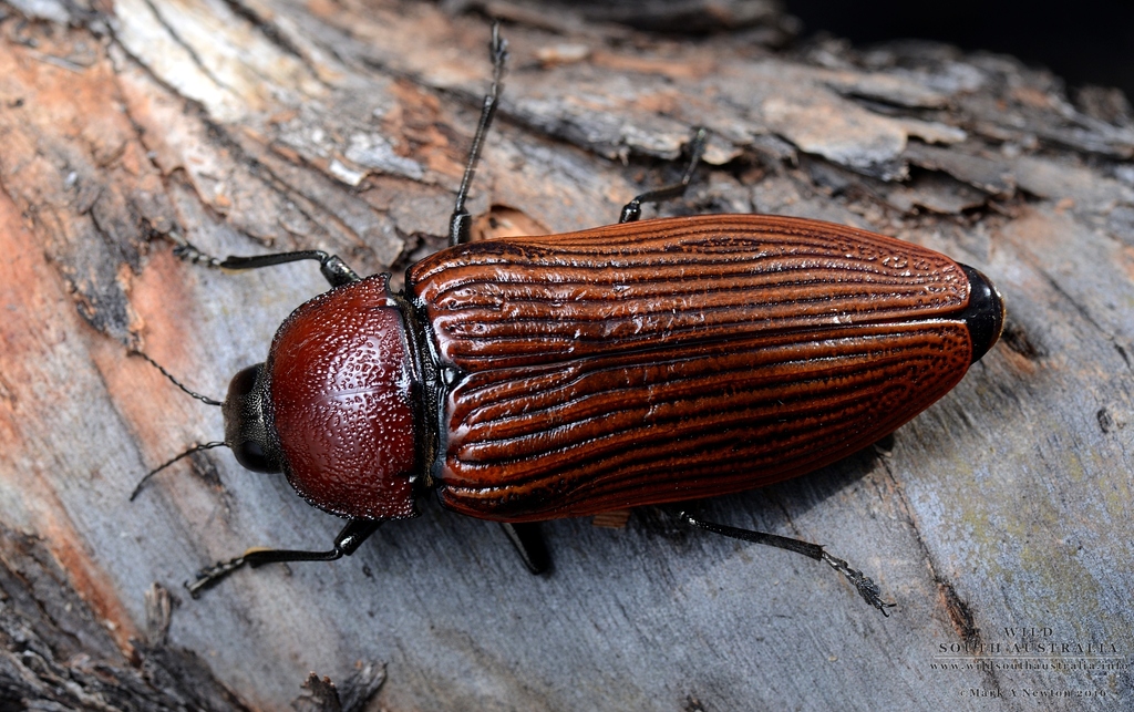 Temognatha parvicollis