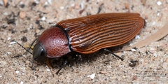 Temognatha parvicollis