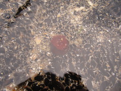 Actinia bermudensis